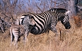 afrique du sud 
 parc kruger 
 zebre de burchell 